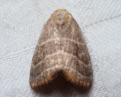 Bagisara rectifascia