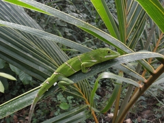 Anolis luteogularis