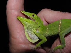Anolis luteogularis