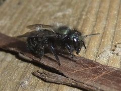 Osmia lignaria propinqua