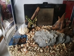 Diploderma splendidum