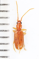 Telephanus