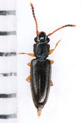 Euplatamus