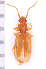 Telephanus