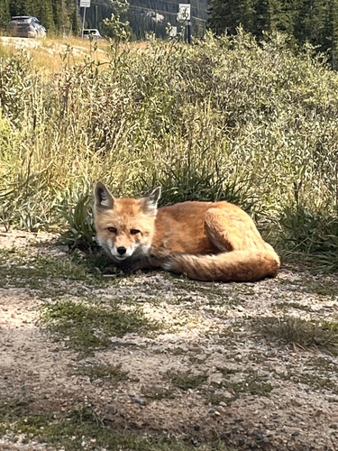Red Fox photographed in Colorado