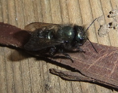 Osmia lignaria propinqua