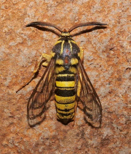 American Hornet Moth photo 3