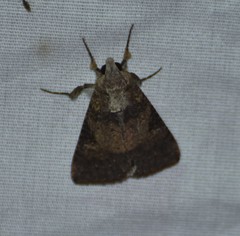 Melipotis agrotoides