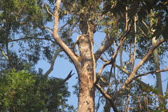 Hemibelideus lemuroides