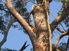 Hemibelideus lemuroides