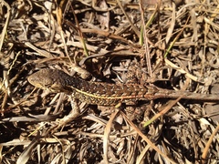 Sceloporus squamosus