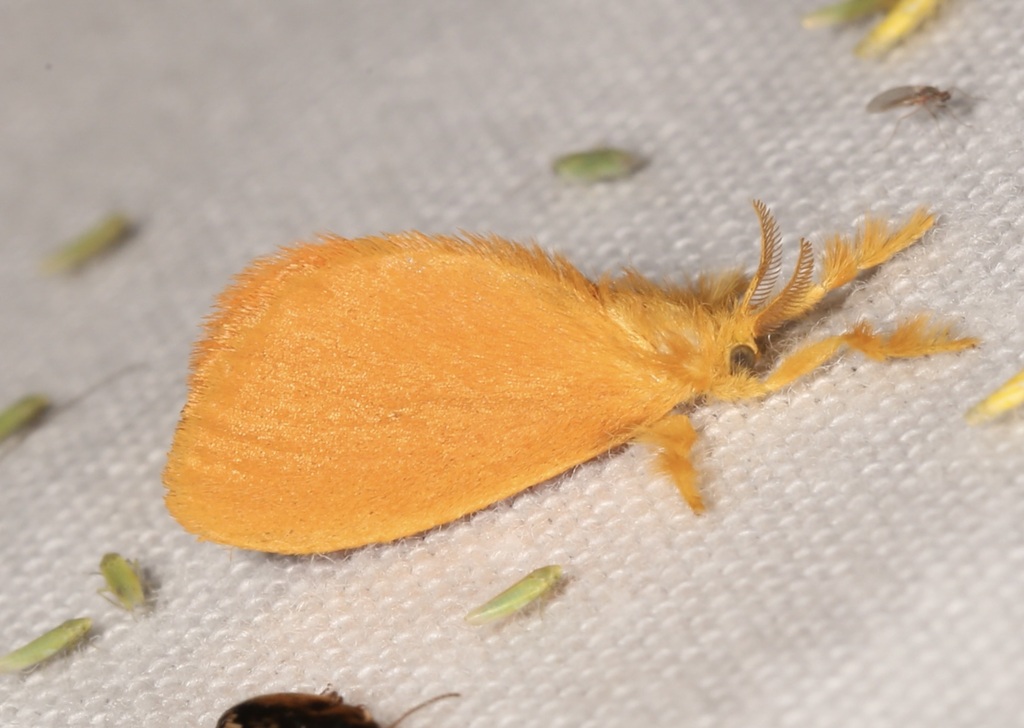 Dalcerides ingenita