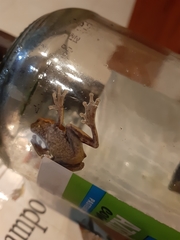 Dendropsophus koechlini