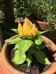 Celosia argentea plumosa