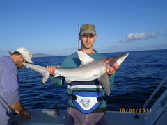 Carcharhinus plumbeus