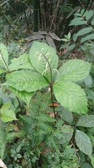 Chloranthus oldhamii