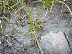 Triglochin scilloides