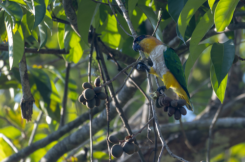 Pallid Caique