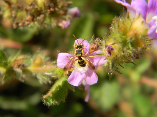 Cuban Nomad Bee