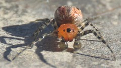 Alpaida gallardoi