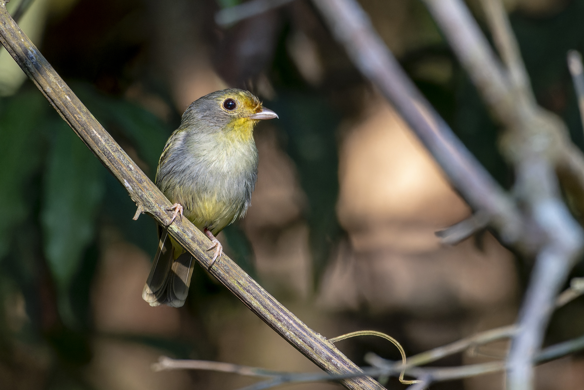 Wing-barred Piprites (Piprites chloris), photo 5