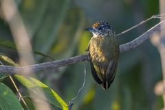 Bar-Breasted Piculet photo 2