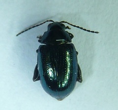 Arsipoda chrysis