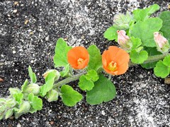 Sphaeralcea lindheimeri