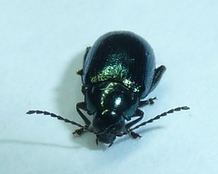 Arsipoda chrysis