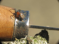 Alpaida gallardoi