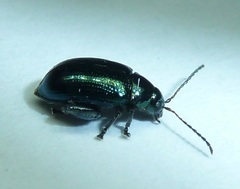 Arsipoda chrysis