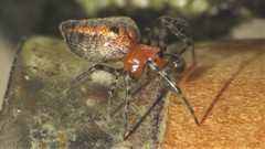 Alpaida gallardoi