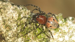 Alpaida gallardoi