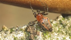 Alpaida gallardoi