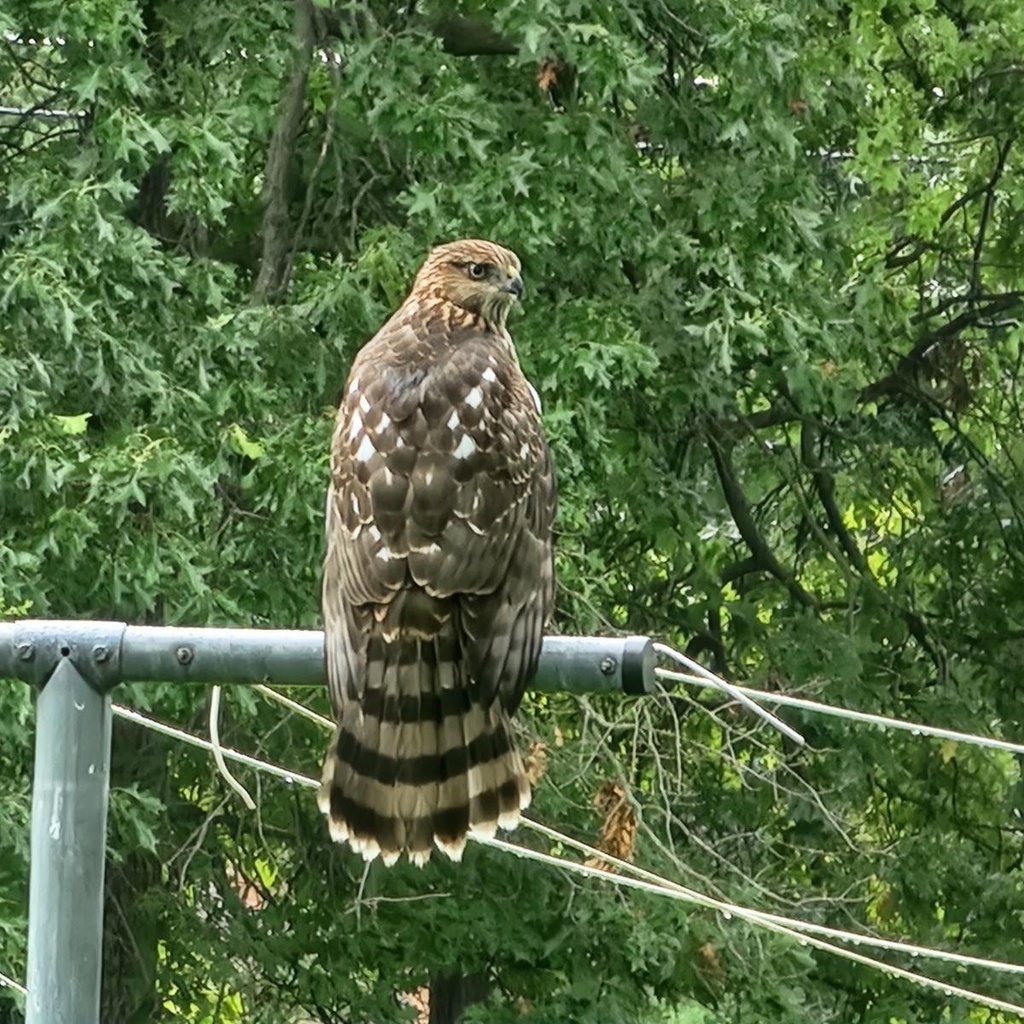Cooper's Hawk from S Washington Rd, Fort Wayne, IN, US on August 20