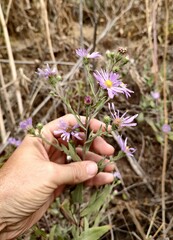 Symphyotrichum jessicae, photograph author not stated, no rights reserved