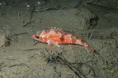 Halfbanded rockfish (Sebastes semicinctus) — Sebastidae — 4
