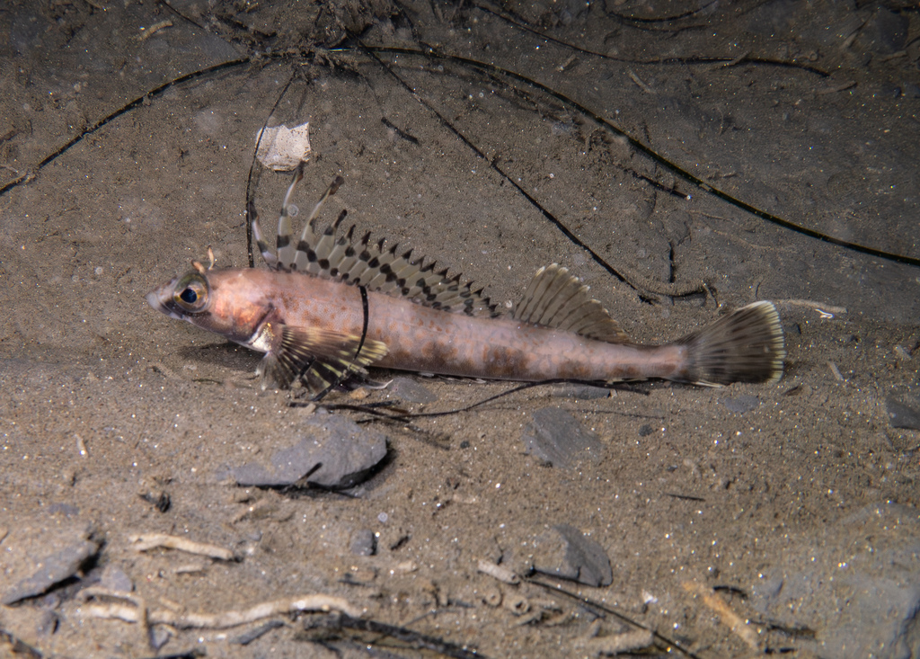 Shortspine Combfish