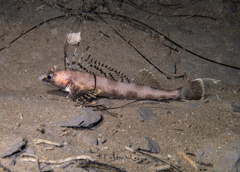 Shortspine Combfish photo 1