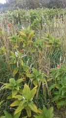 Koenigia polystachya