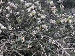 Ceanothus megacarpus