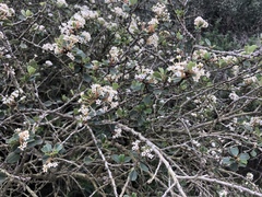 Ceanothus megacarpus