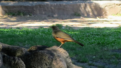Turdus rufiventris