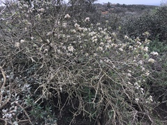 Ceanothus megacarpus