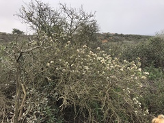 Ceanothus megacarpus