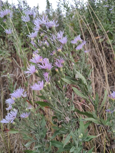 Symphyotrichum jessicae, photograph 5