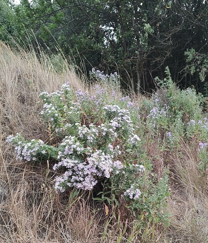 Symphyotrichum jessicae, photograph 4
