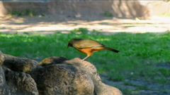 Turdus rufiventris