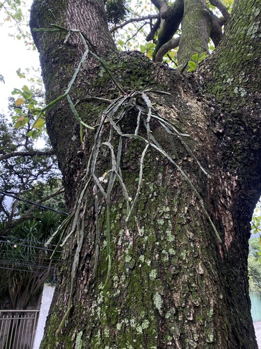 Rhipsalis pentaptera, photograph 4