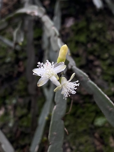 Rhipsalis pentaptera, photograph 3